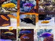 Pyszczak , pyszczaki malawi 