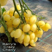 Pomidor BARRY'S CRAZY CHERRY - nasiona kolekcjonerskie 10 szt winogronka
