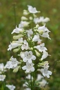 Penstemon biały 50 nasion