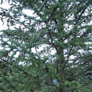 Modrzew sadzonka modrzewia 50 - 150/200 Sosna Brzoza