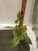 Philodendron Ring Of Fire