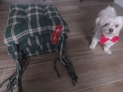 Komplet 4 poduszek na krzesło z wiązaniem 