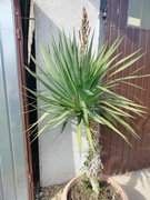 Juka na pniu mrozoodporna