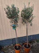 Drzewo oliwne 130-140 cm