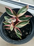 Calathea Stromanthe Sanguinea Triostar mała