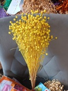 len żółty jasny zboże suszone naturalny w wiązkach 