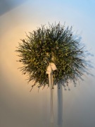 Wianek z zatrwianem, średnica 50 cm