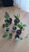 Sprzedam duży zestaw roślin nadwyżka maranta sansewieria hoya epipremnum