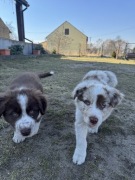 Border Collie szczeniaki z rodowodem GOTOWE DO ODBIORU