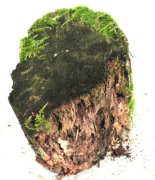 MECH DO TERRARIUM KM35 18/12/10