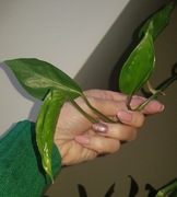 Epipremnum Godzilla cięty szczyt 