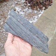 Skamieniałość duży odcisk Sigillaria Syringodendron