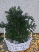 Stroisz iglasty gałązki jodły