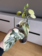 Philodendron Bipennifolium Variegata