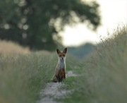 Hipnoza zdjęcie przyrodnicze 30x40 cm