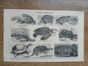 Gatunki żółwi 2 grafiki