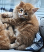 Rudy Kocurek Maine Coon, rodowód fpl FIFA (Denzel)