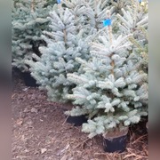 CHOINKA CHOINKI ŚWIERK SREBRNY DONICZKA CIĘTY 