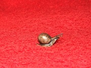 ślimak - mikro! - odlewana figurka z brązu - miniatura