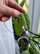Hoya buotii cięta