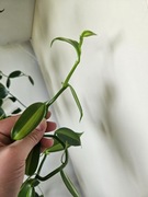 Wanilla variegata, cięta