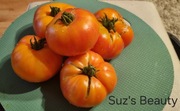 Pomidor Suz's Beauty karłowy dwarf - 10 nasion kolekcjonerskich unikat !