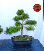 Sosna gęstokwiatowa 'Alice Verkade' 60cm formowana na wzor bonsai