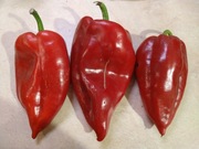 Papryka słodka Golden Key  -10 Nasion 