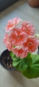 Pelargonia Jagershus Borre