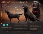 Oferta krycia/ rasa Labrador Retriever