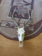 mam do sprzedania rogi jelenia 