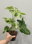 Syngonium mojito