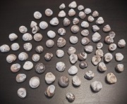 Muszle prawdziwe do dekoracji - skorupki małży i śl