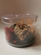 Tuba 15x10 na pająki,skorpiony,modliszki pusta !!