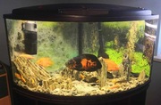 Sprzedam akwarium narożne 375 litrów z szafką i całym wyposażeniem.