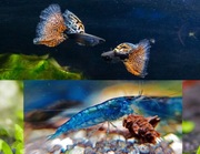 Gupiki Red Nebula para krewetki Blue Velvet 5 szt