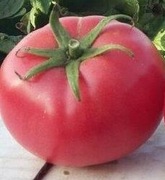 Pomidor Hapynet F1 - Nasiona Holenderskie