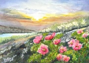 Oryginalna akwarela 30*40 cm. Dzika róża nad Wisłą 