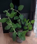 Mięta meksykańska ukorzeniona sadzonki wyrośnięte 