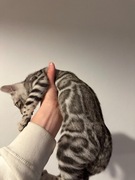 DWA srebrne kocięta bengalskie z rodowodem – duże & wyrażne rozetki