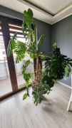 Monstera 180 cm 