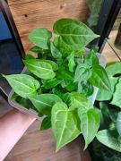 Anthurium crystallinum silver x forgetii dark