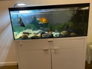 Duże akwarium szafka rybki akwariowe glonojady welonki filtr zewnętrzny
