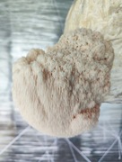 Soplówka jeżowata drobno mielona do kawy 50 g Mgła mózgowa