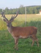 Noclegi, agroturystka, hotel,Góry Świętokrzyskie. 
