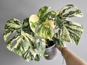 Monstera noID piękne wybarwienie ukorzeniony DÓŁ 