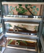 Terrarium 80/40/40 z wystrojem 