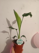 Strelitzia nicolai - Strelicja biała / Bird of Paradise 