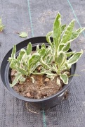 Odętka  variegata 1.5l donica    