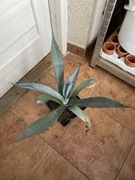 Agave, agawa,,americana” duża roślinka wyprzedaż